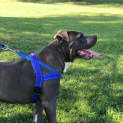 Photo of Bluey~3yr Old Amstaff(on Trial 27/09/20)