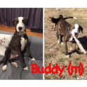 Photo of Buddy