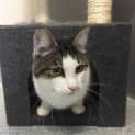 Photo of Puddles
