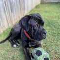 Photo of Hudson