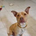 Photo of Clover
