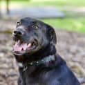 Photo of Ellie ~ 4yr Old Kelpie X (On Trial 21/10/20)