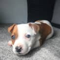 Photo of Peach ~ Staffy X(on Trial 26/09/20)