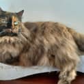 Photo of Fifi