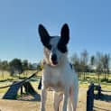 Photo of Lucy