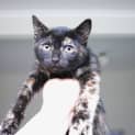 Photo of Mila ~ Tortoiseshell Kitten (On Trial 27/09/20)