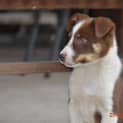 Photo of Ranger