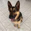 Photo of Scout