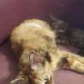 Photo of Caramel