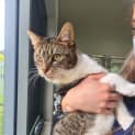 Photo of Tibby K01370 (Applications Now Closed)