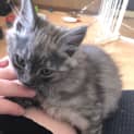 Photo of Hershey