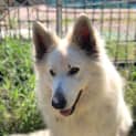 Photo of Duke ~ White Shepherd~ On Trial 10/11/20