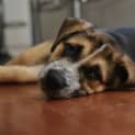 Photo of Murphy ~ Gsd X Cattle (On Trial 24/10/2020)
