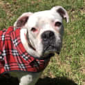 Photo of Ali ~ 5 Yr Old Boxer ~ On Trial 10/12/20