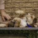 Photo of Cassia ~ 3mo Kelpie X (On Trial 24/10/2020)
