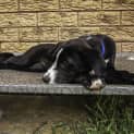 Photo of Amelie ~ 3mo Kelpie X (On Trial 28/10/20)