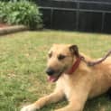 Photo of Brandi ~ 2.5yr Old Wolfhound X (Trial 31/10/20)