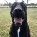 Photo of Xena ~ 6yr Old Mastiff X (Adopted)