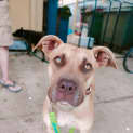 Photo of Nala