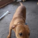 Photo of Louie