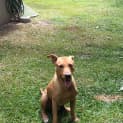 Photo of Buddy