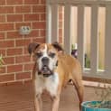 Photo of Tyson ~ 11yr Old Boxer (On Trial 19/11/20)