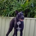 Photo of Boss 