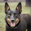 Photo of Max ~ 19mo Kelpie (On Trial 7/4/21)