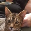 Photo of Cervil
