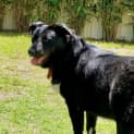 Photo of Bomber ~ 2yr Old Kelpie (On Trial 26/05/21)