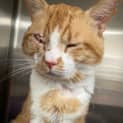 Photo of Cheddar