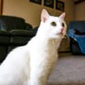 Photo of Zoe ~ 7yr Old Cat (On Trial 06/12/20)
