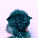 Photo of Neo