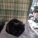 Photo of Gidget