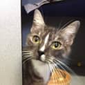 Photo of Kitty