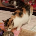 Photo of Peaches