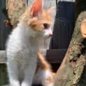 Photo of Skye