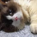 Photo of Bandit