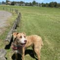 Photo of Poppy ~ 2yr Old Wolfhound X (On Trial 6/12/2020)