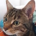 Photo of Lady