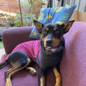 Photo of Hailes