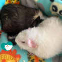 Photo of Monk & Marshmallow (Unsuitable For Kids Under 13)