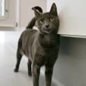 Photo of Smokey Rsuk003938