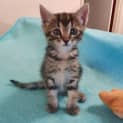 Photo of Cinnamon