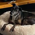 Photo of Koda