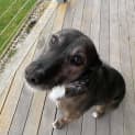 Photo of Koda