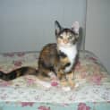 Photo of Pamplemousse