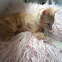 Photo of Puss