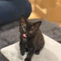 Photo of Bonnie & Clyde ~ 7wk Old Pair (On Trial 14/12/2020