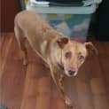 Photo of Lucy ~ 4yr Old Kelpie X (Trial Pend 07/12/20)